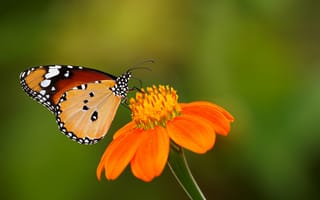 Картинка бабочка, зелёный, Zoe Mies Photography, цветок