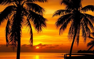 Картинка закаты, вечер, пляж, дерево, тропики, тропический, пальма, море, океан, вода
