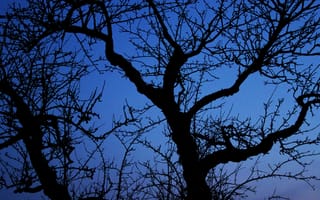 Картинка природа, ветка, дерево, ночь, темнота