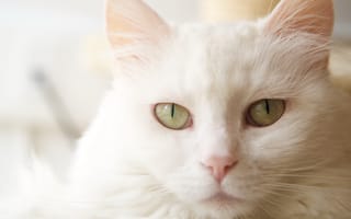 Картинка кот, кошки, кошка, кошачьи, домашние, животные, морда, голова, белый