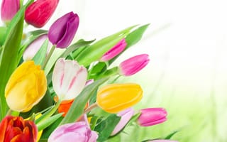 Обои тюльпаны, букет, colorful, tulips, цветы