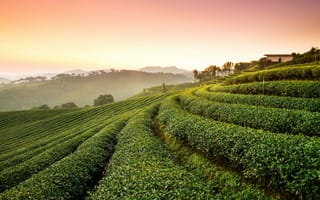 Картинка чайная плантация, природа, вечер, закат, заход