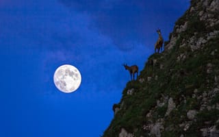 Картинка животные, животное, природа, коза, гора, скала, ночь, темнота, луна