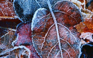 Картинка листья, лёд, иней, зима, мороз