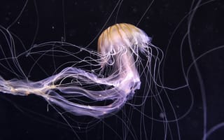 Картинка медуза, подводный мир, щупальца, глубоко, океан, море, вода, животное, подводный, amoled, амолед, черный, свечение