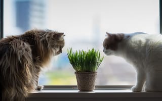 Обои кошки, окно, Torode
