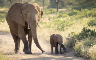 Обои природа, Африка, слоны