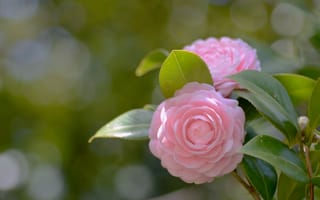 Обои цветок, розовая, камелия, лепестки
