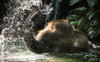 Картинка природа, слон, вода