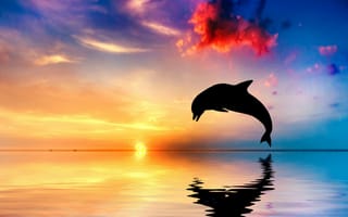 Картинка дельфин, подводный мир, подводный, море, океан, вода, вечер, закат, солнце