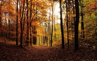 Картинка лес, красивые, дерево, листва, ноябрь, осенние, деревья, октябрь, осень, сентябрь, листопад, листья