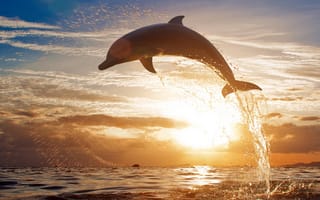 Картинка дельфин, подводный мир, подводный, вода, брызги, всплеск, вечер, закат