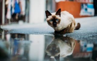 Картинка сиамская кошка, сиамская, порода, кошка, кот, кошки, кошачьи, домашние, животные, лужа, вода, отражение