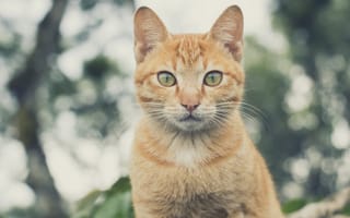 Картинка кот, кошки, кошка, кошачьи, домашние, животные, рыжий