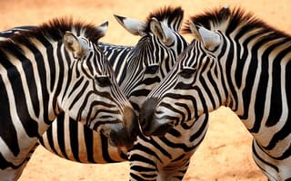 Картинка зебра, животные, животное, природа