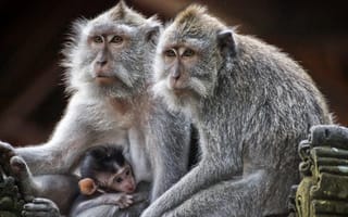 Картинка обезьяна, примат, животное, животные, природа, пара, двое, детеныш, маленький