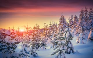 Картинка зима, зимние, время года, сезоны, сезонные, лед, снег, лес, деревья, дерево, природа, белый, вечер, закат, заход