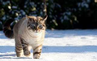 Картинка кот, кошки, кошка, кошачьи, домашние, животные, зима, снег