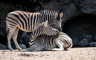 Картинка зебра, животные, животное, природа, пара, двое