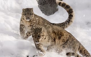 Картинка снежный барс, барс, ирбис, пятнистый, дикие кошки, дикий, кошки, большие кошки, большая кошка, хищник, животные, прыжок, зима, снег