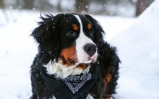 Картинка Бернский зенненхунд, зенненхунд, собаки, собака, пес, животное, животные, питомец, зима, снег