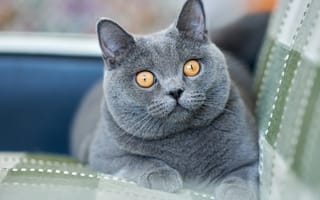 Картинка британские короткошёрстные, порода, кошка, кот, кошки, кошачьи, домашние, животные, серый