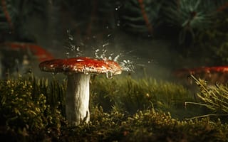Картинка гриб, природа, брызги, всплеск, вода