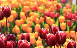 Обои красные, тюльпаны, цветы, желтые, макро