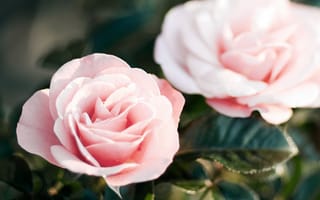 Обои розы, цветы, лепестки, розовые