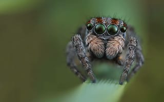 Картинка паук, насекомое, насекомые, природа, макро, крупный план