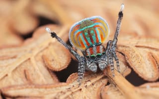 Картинка паук, насекомое, насекомые, природа