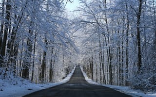Картинка зима, зимние, время года, сезоны, сезонные, лес, деревья, дерево, природа, иней, изморозь, белый, снег