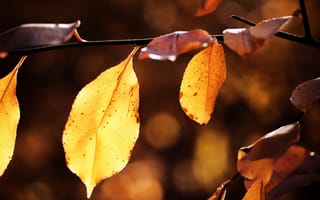 Картинка природа, листки, осень, красивые картинки, листья, осенние, листок, макро фотографии