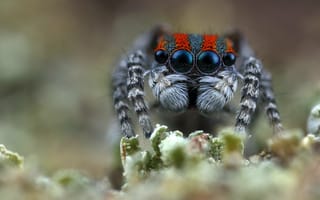 Картинка паук, насекомое, насекомые, природа, макро, крупный план