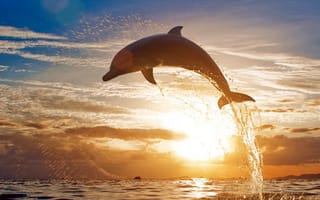 Картинка дельфин, подводный мир, подводный, вода, брызги, всплеск, море, океан, вечер, закат