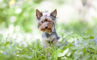 Картинка собака, бант, йоркширский терьер, зелень, цветы, трава