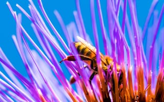 Картинка цветок, пчела, лепестки, насекомое