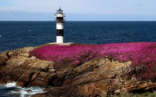 Картинка Pancha Island, Illa Pancha, маяк, Ribadeo, побережье, Galicia, Рибадео, Испания, Spain, Бискайский залив, скалы, Галисия, цветы, море