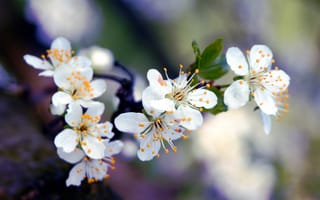 Картинка весна, макро, белые, вишня, дерево, цветы, лепестки, ветка, цветение