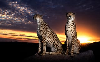 Картинка гепард, пятнистый, дикие кошки, дикий, кошки, большие кошки, большая кошка, хищник, животные, вечер, сумерки, закат, заход