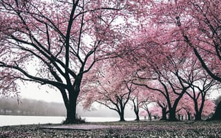 Картинка весна, весенние, время года, сезоны, сезонные, природа, цветущая вишня, сакура, цветок, цветущий, дерево