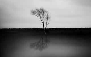 Картинка природа, дерево, черно-белый, черный, монохром, монохромный, отражение