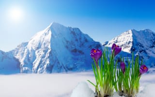 Картинка гора, весна, весенние, время года, сезоны, сезонные, природа, крокус, цветок, цветущий, белый, зима