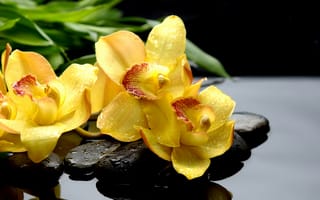 Картинка орхидея, цветок, цветущий, цветы, растение, растения, цветочный, желтый