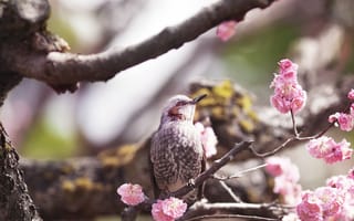 Картинка птицы, птица, животное, животные, цветущая вишня, сакура, цветок, цветущий, весна