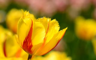 Картинка макро, тюльпан, лепестки, весна