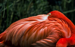 Картинка фламинго, птица, птицы, животное, животные