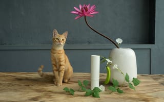 Картинка кот, кошки, кошка, кошачьи, домашние, животные, рыжий, полосатый, цветок, ваза, стол