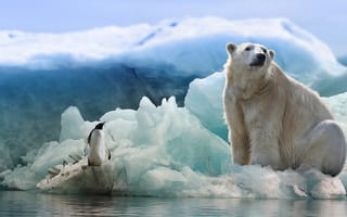 Картинка белый медведь, белый, животные, животное, природа, пингвин, лед, зима