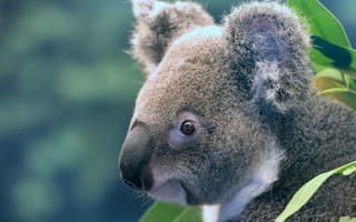 Картинка коала, животное, животные, природа